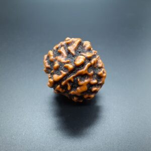 real RUDRAKSHA